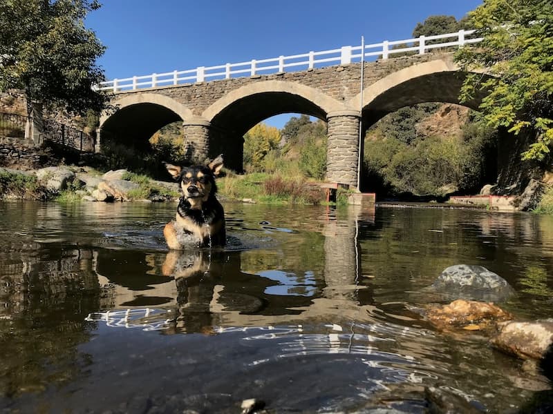 Bruno enjoying the river