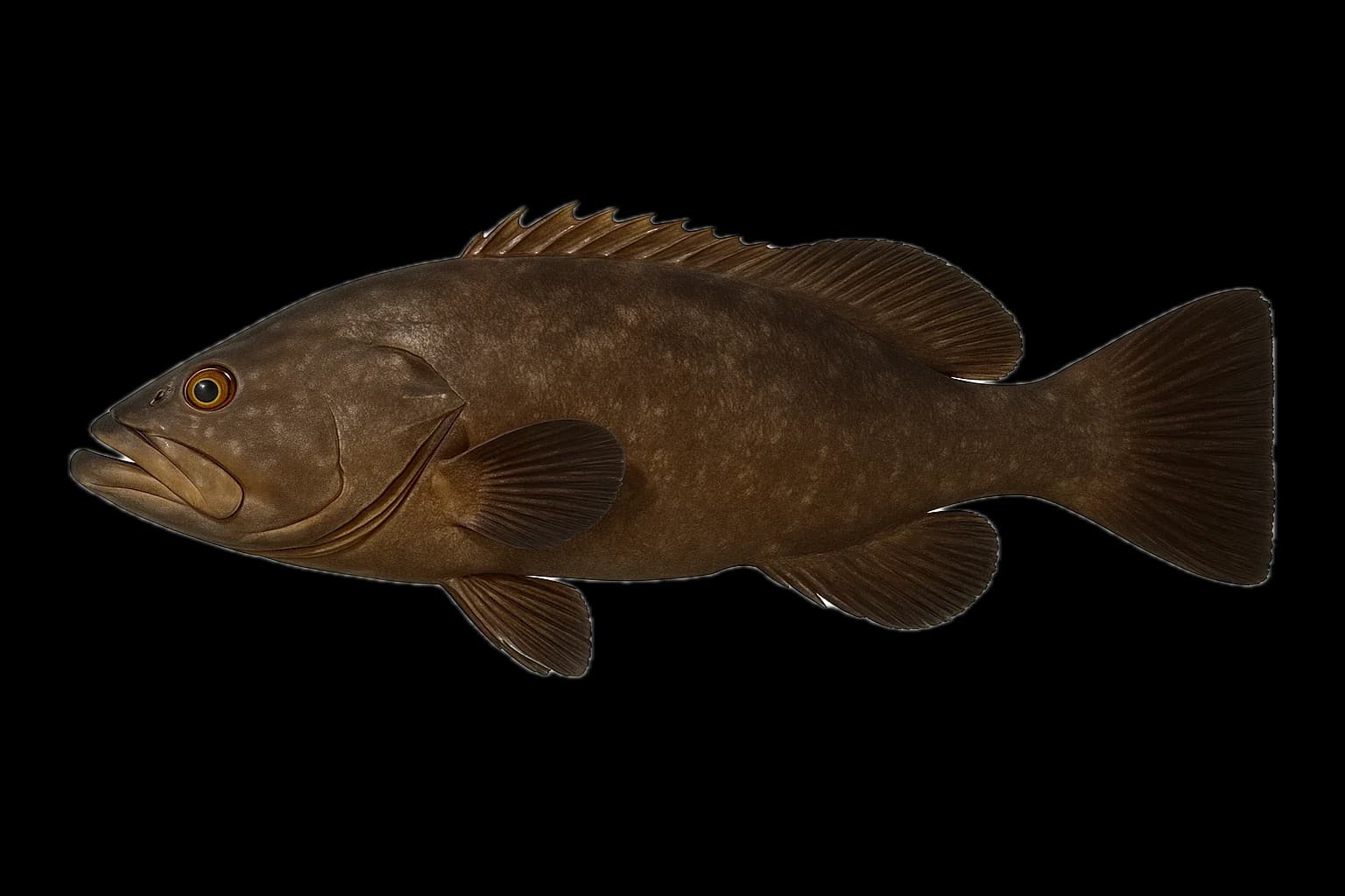 Abade (Mycteroperca fusca) — sea-fishing target species photographed in marine habitat