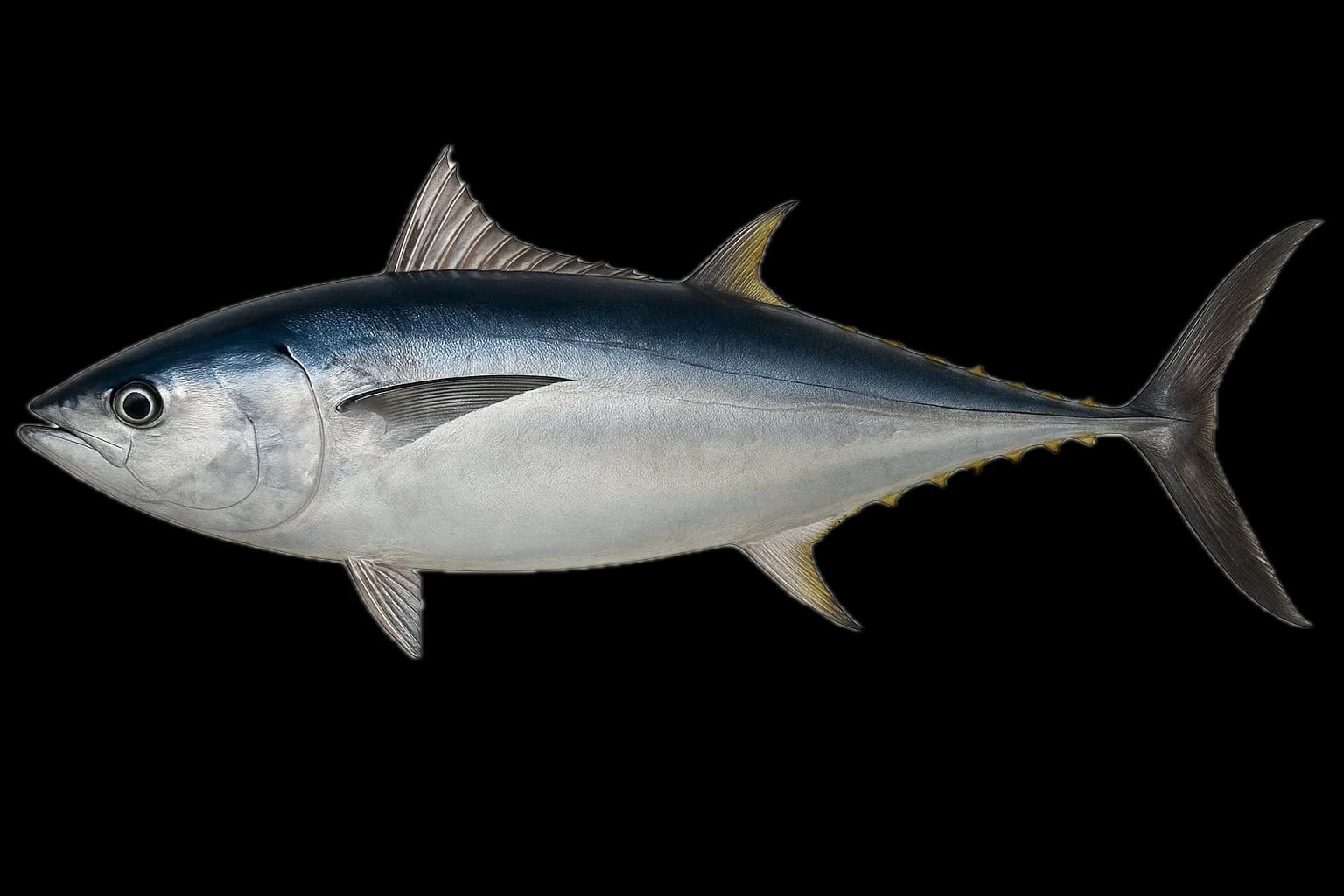 Albacore Tuna (Thunnus alalunga) — sea-fishing target species photographed in marine habitat