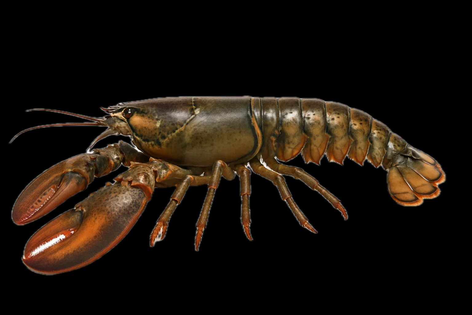 American Lobster (Homarus americanus) — sea-fishing target species photographed in marine habitat