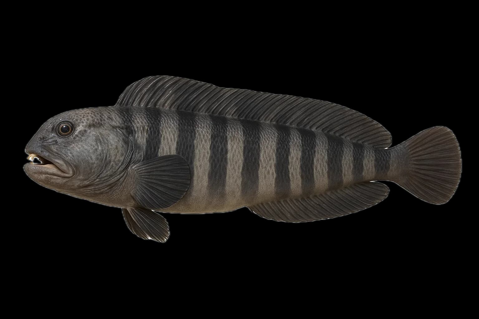 Atlantic Wolffish (Anarhichas lupus) — sea-fishing target species photographed in marine habitat