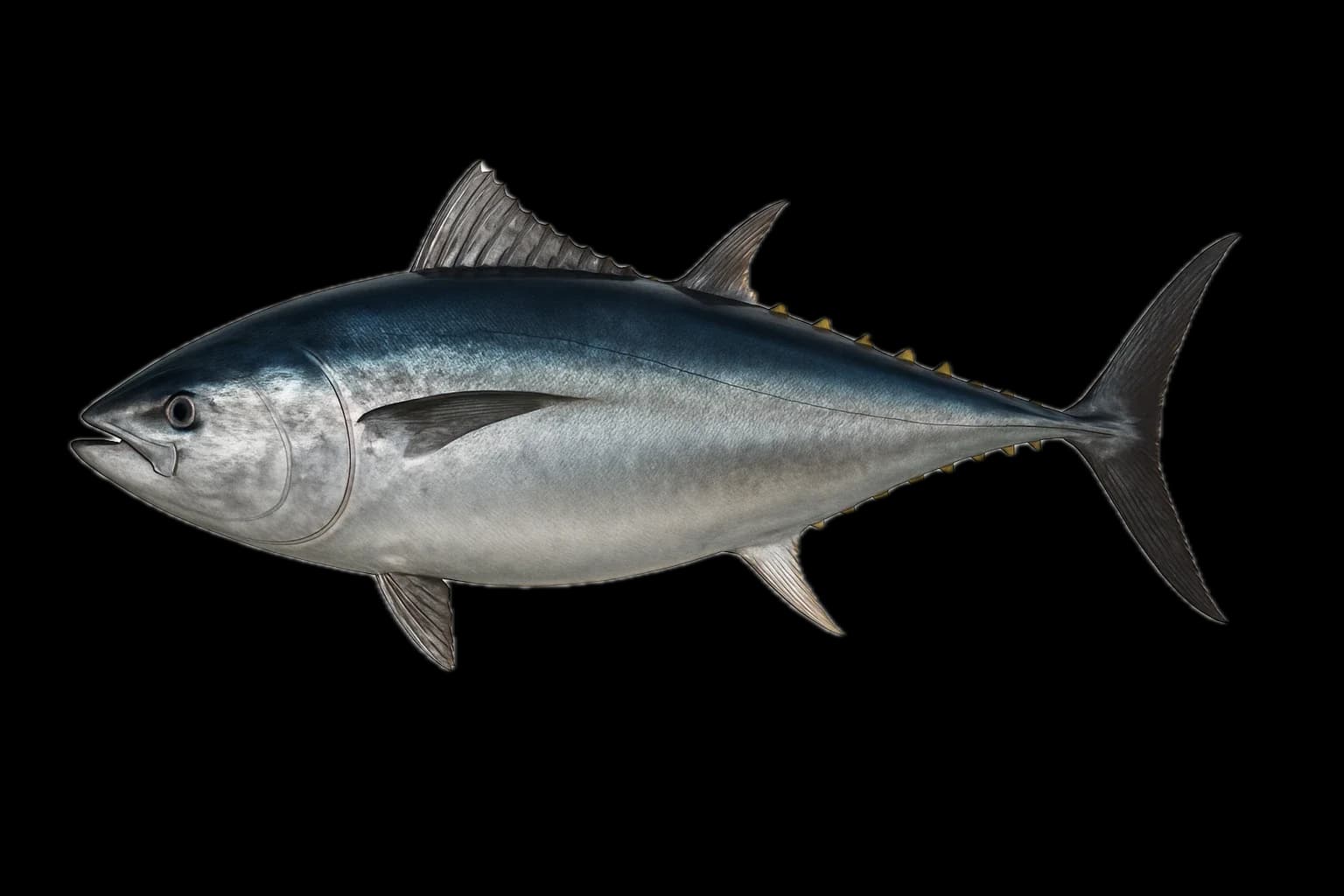 Atlantic Bluefin Tuna (Thunnus thynnus) — sea-fishing target species photographed in marine habitat