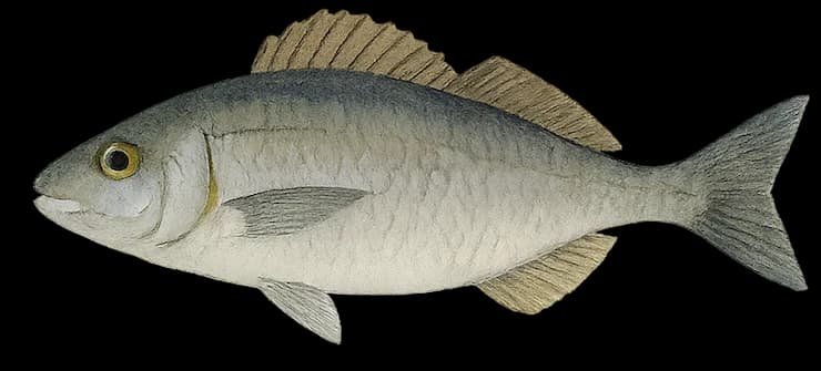 Black Seabream (Spondyliosoma cantharus) — sea-fishing target species photographed in marine habitat