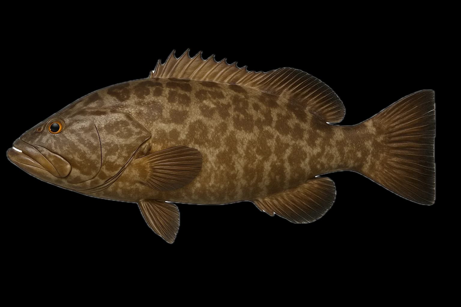 Black Grouper (Mycteroperca bonaci) — sea-fishing target species photographed in marine habitat