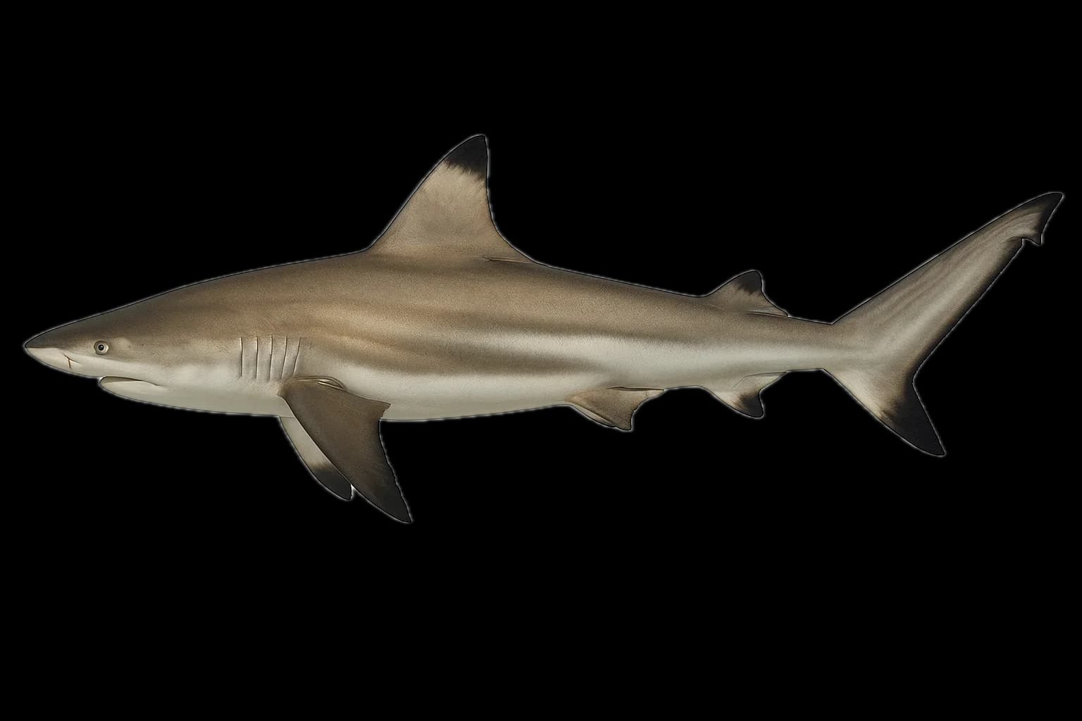 Blacktip Shark (Carcharhinus limbatus) — sea-fishing target species photographed in marine habitat