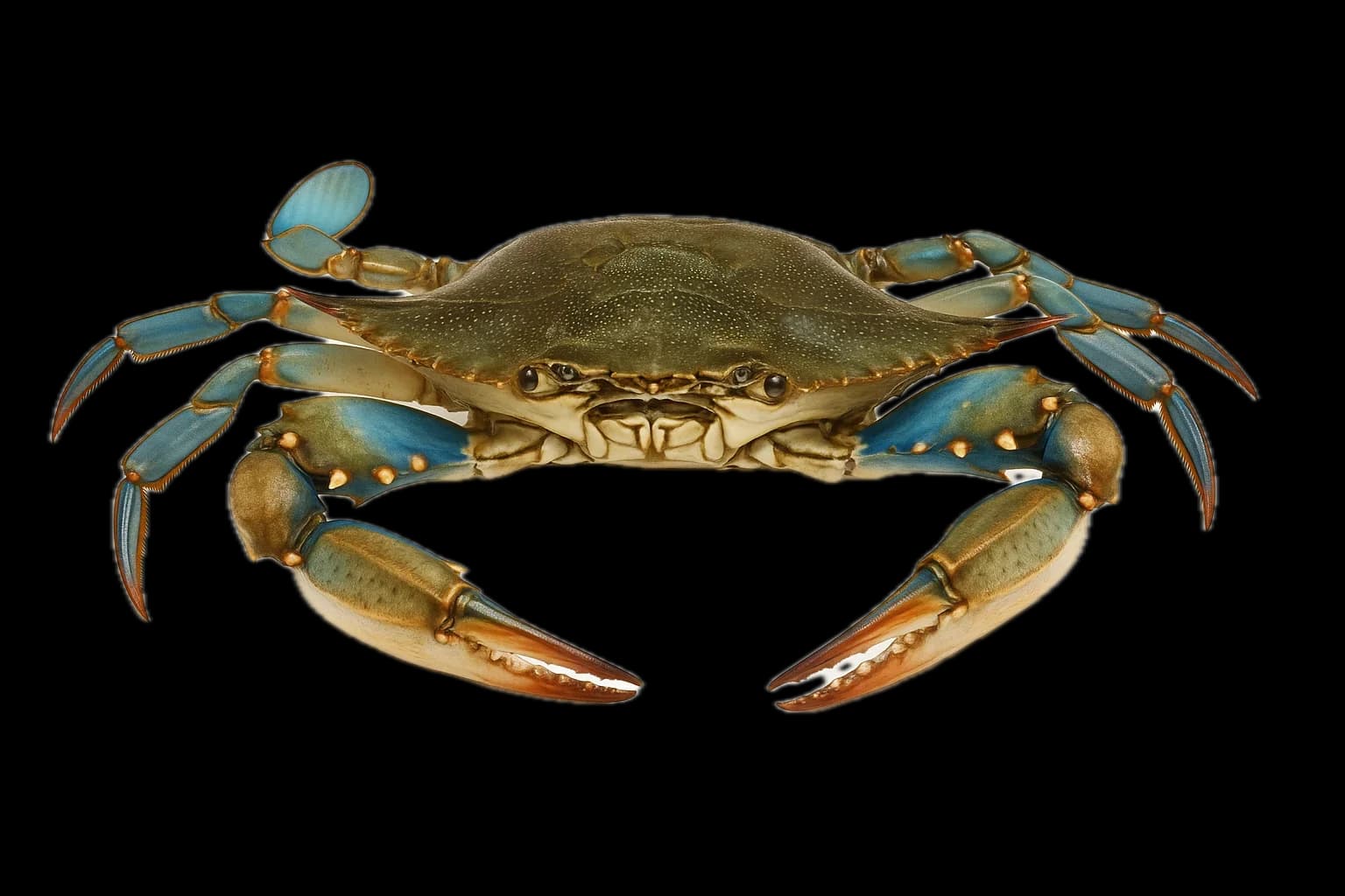 Blue Crab (Callinectes sapidus) — sea-fishing target species photographed in marine habitat