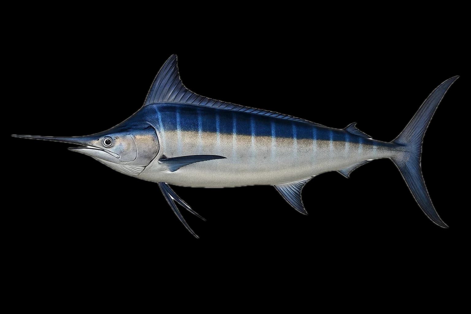 Blue Marlin (Makaira nigricans) — sea-fishing target species photographed in marine habitat
