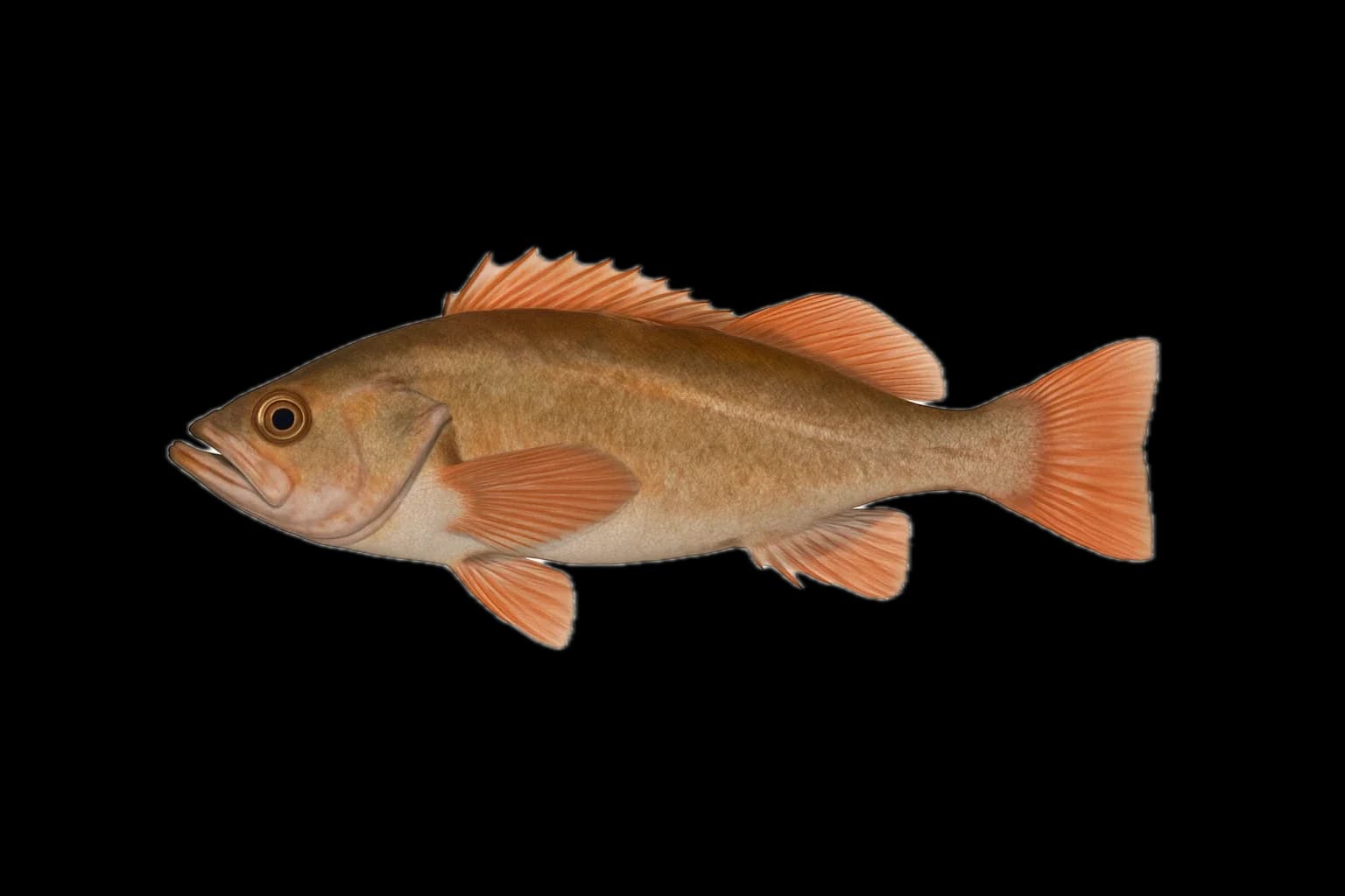 Bocaccio (Sebastes paucispinis) — sea-fishing target species photographed in marine habitat