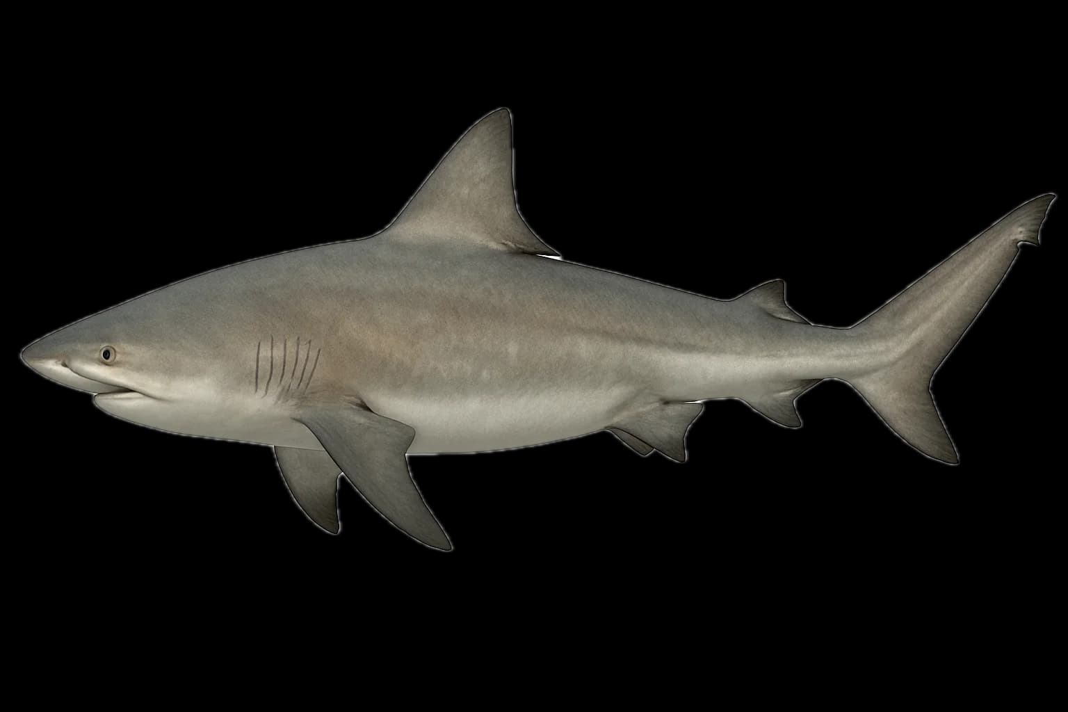 Bull Shark (Carcharhinus leucas) — sea-fishing target species photographed in marine habitat