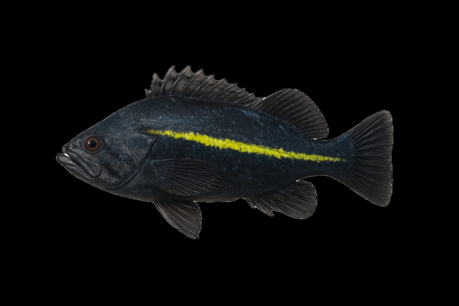 China Rockfish (Sebastes nebulosus) — sea-fishing target species photographed in marine habitat