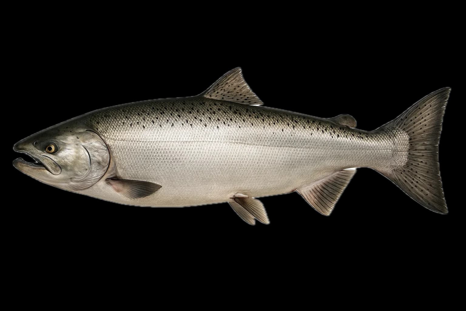 Chinook Salmon (Oncorhynchus tshawytscha) — sea-fishing target species photographed in marine habitat