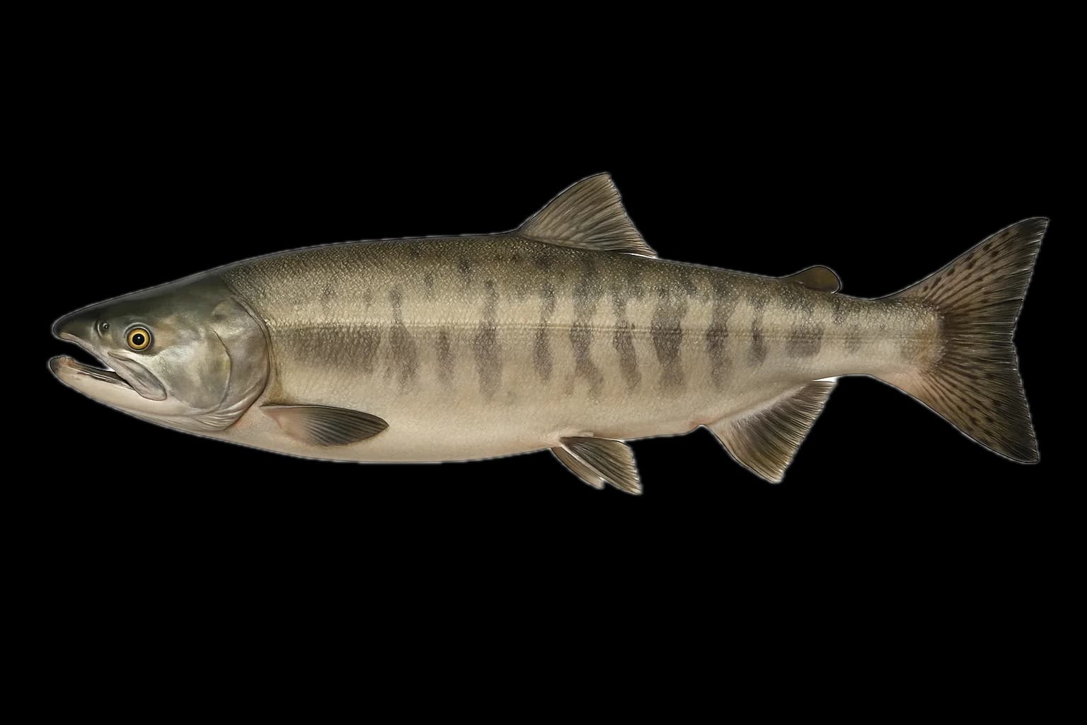 Chum Salmon (Oncorhynchus keta) — sea-fishing target species photographed in marine habitat