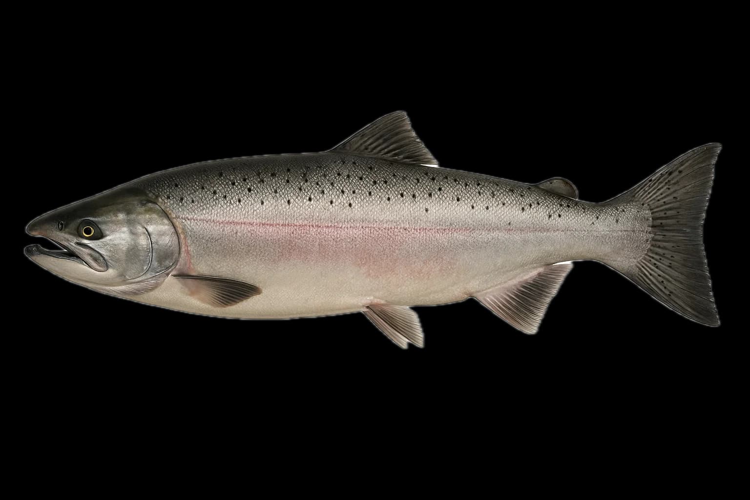 Coho Salmon (Oncorhynchus kisutch) — sea-fishing target species photographed in marine habitat