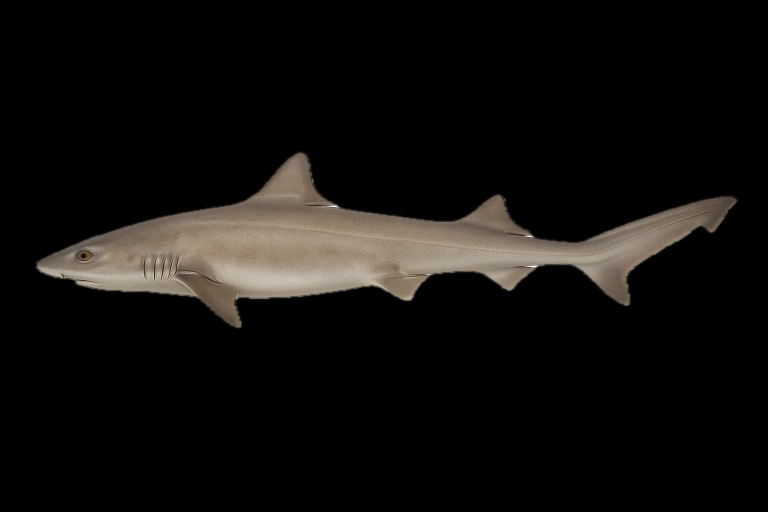 Common Smoothhound (Mustelus mustelus) — sea-fishing target species photographed in marine habitat