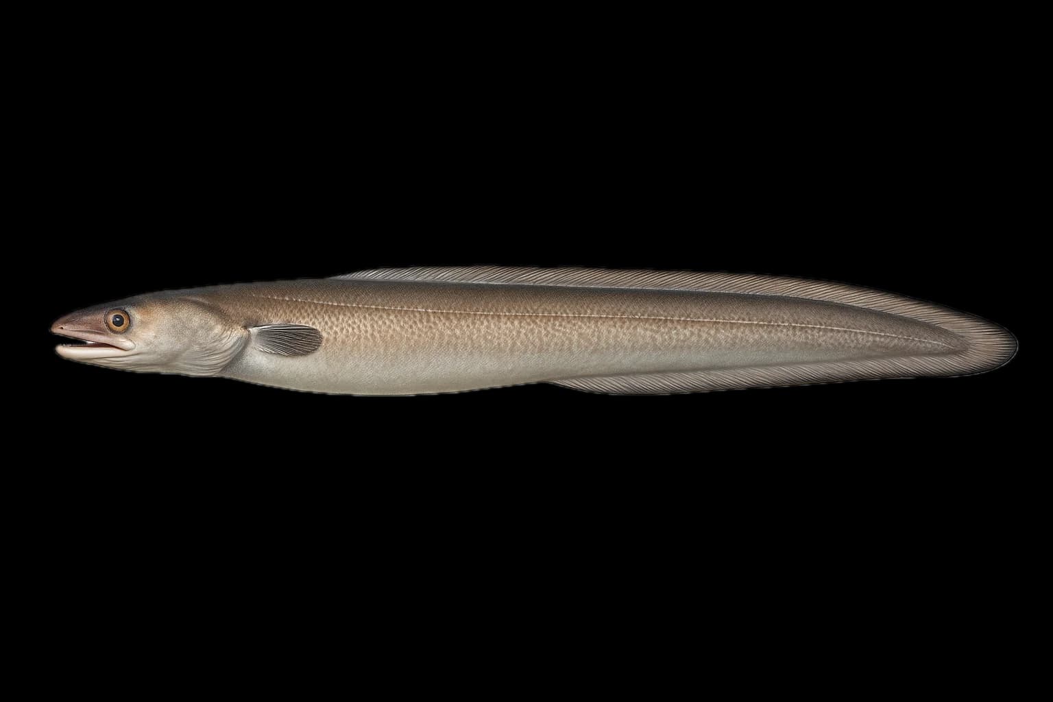 Conger Eel (Conger conger) — sea-fishing target species photographed in marine habitat