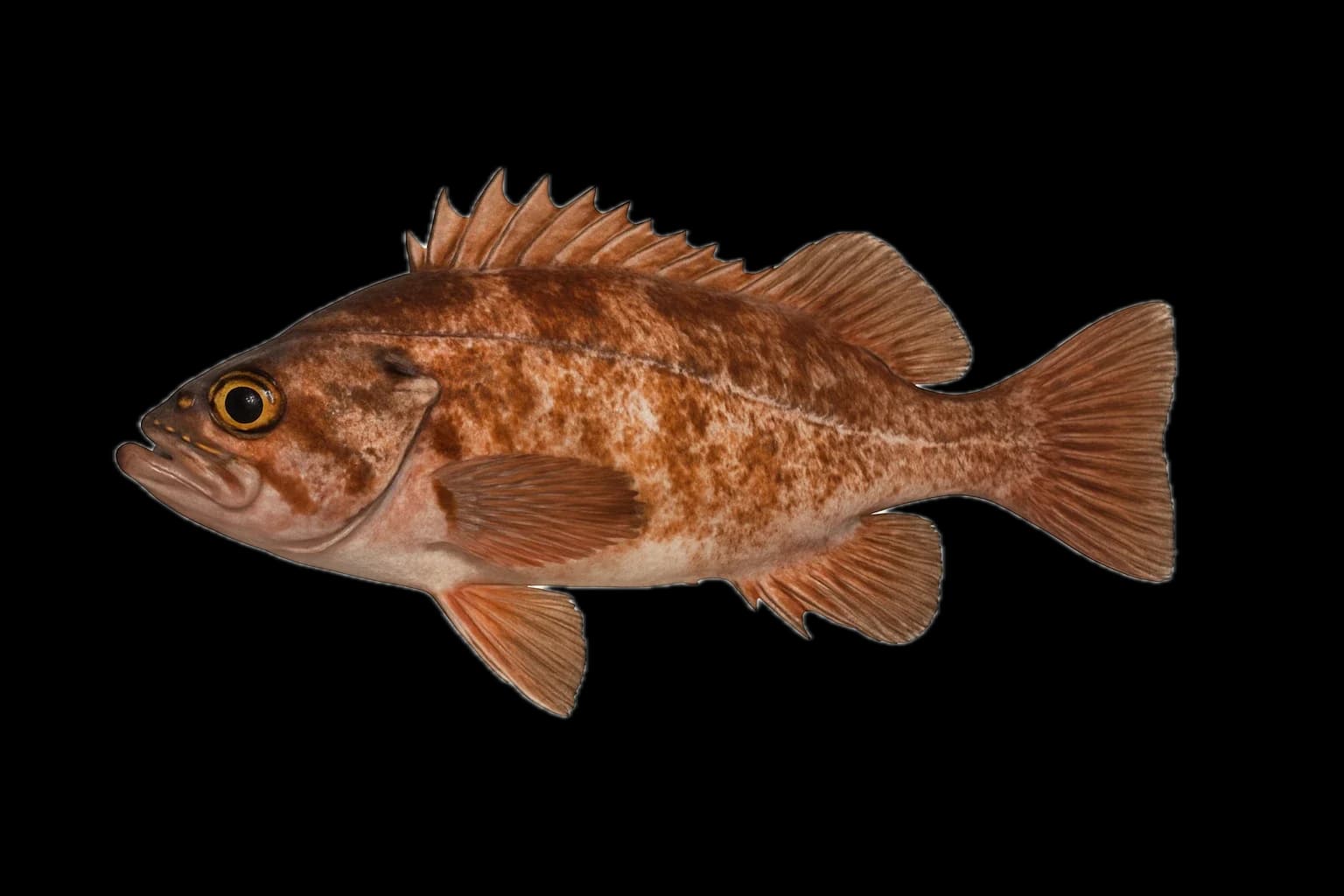 Copper Rockfish (Sebastes caurinus) — sea-fishing target species photographed in marine habitat
