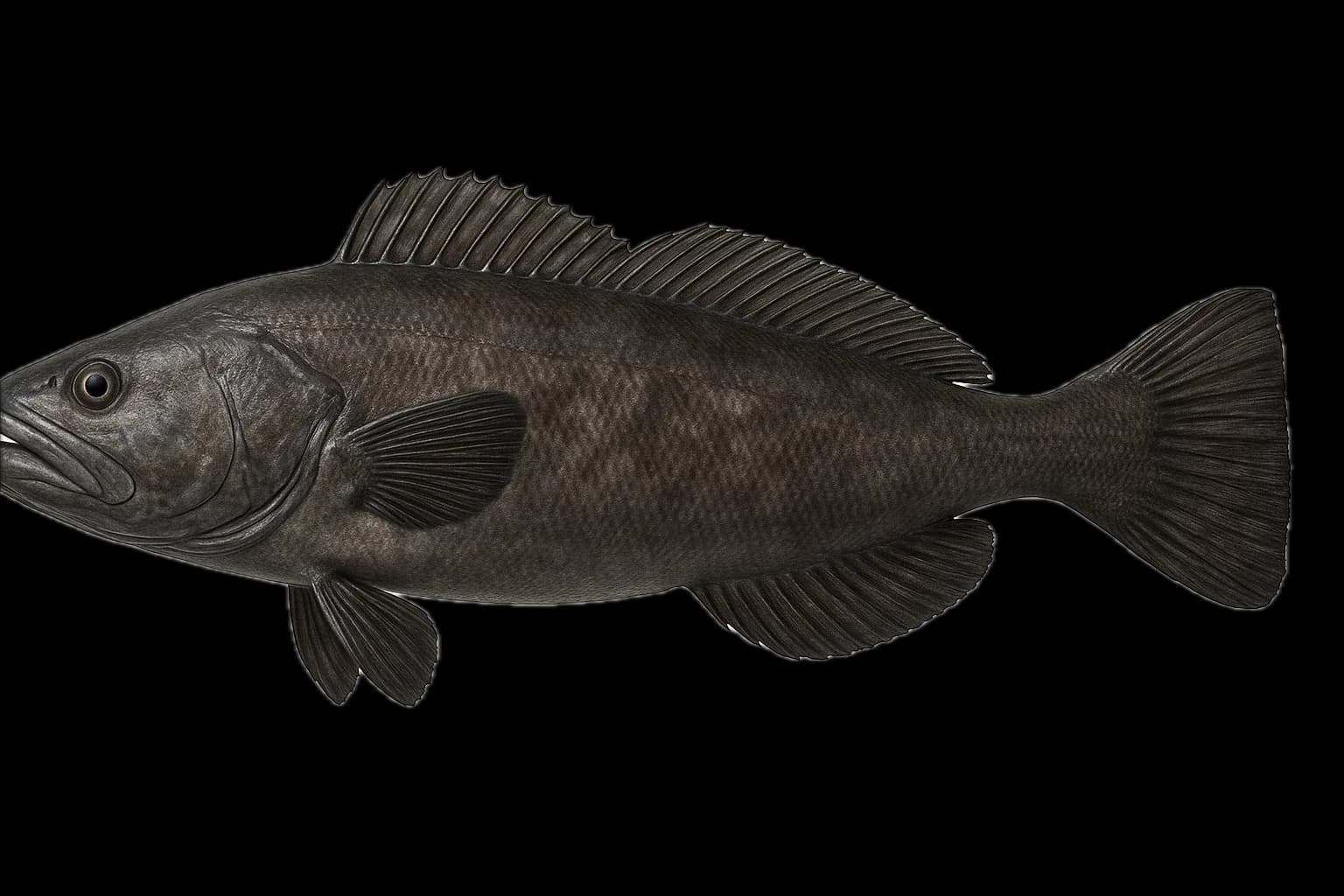 Patagonian Toothfish (Chilean Seabass) (Dissostichus eleginoides) — sea-fishing target species photographed in marine habitat