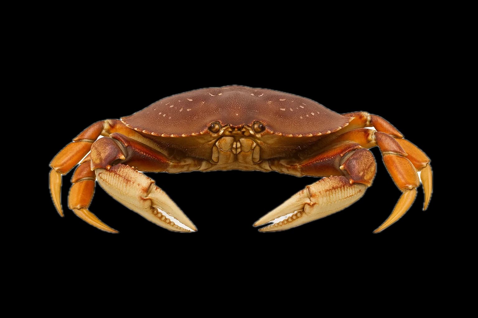 Dungeness Crab (Metacarcinus magister) — sea-fishing target species photographed in marine habitat