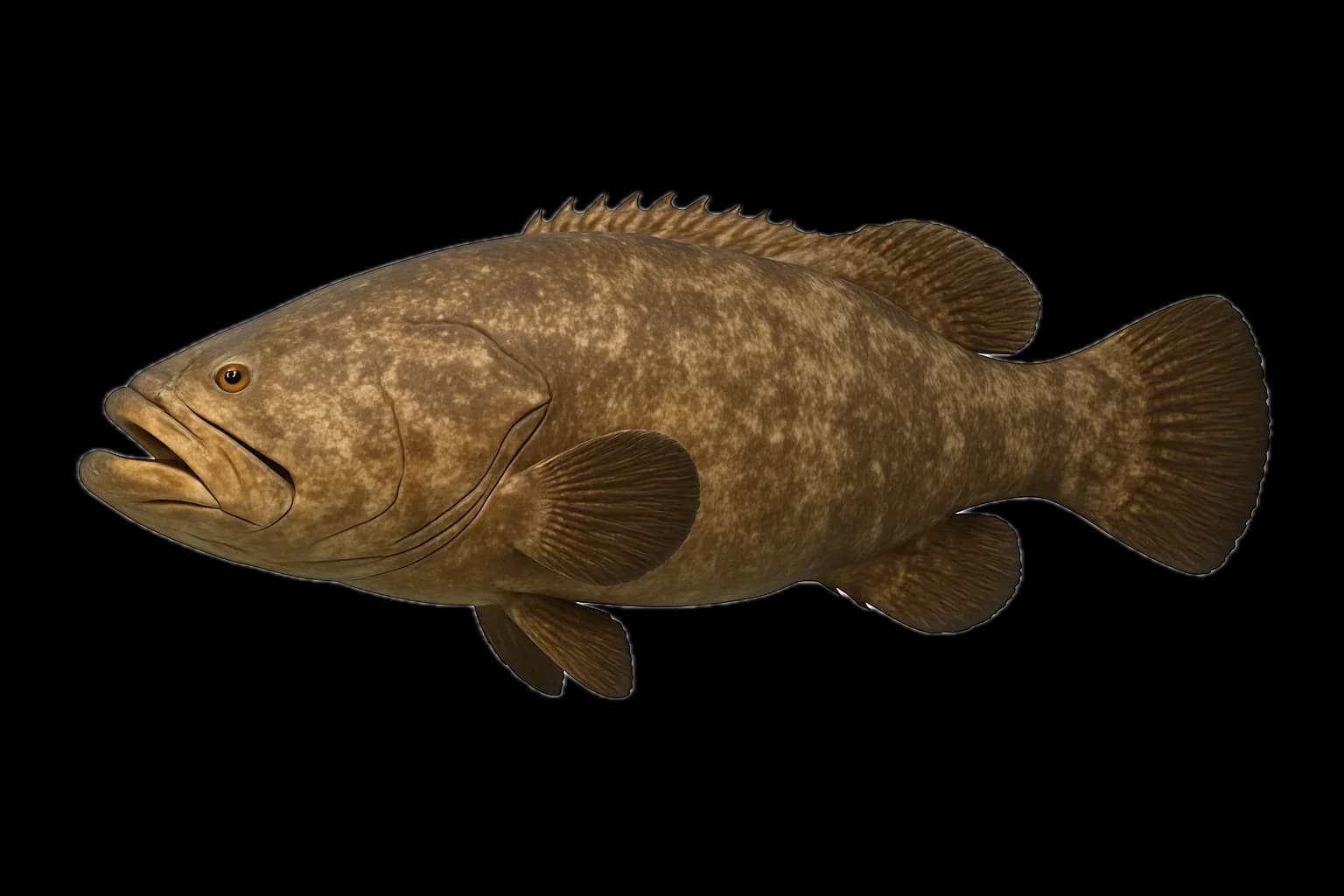 Goliath Grouper (Epinephelus itajara) — sea-fishing target species photographed in marine habitat