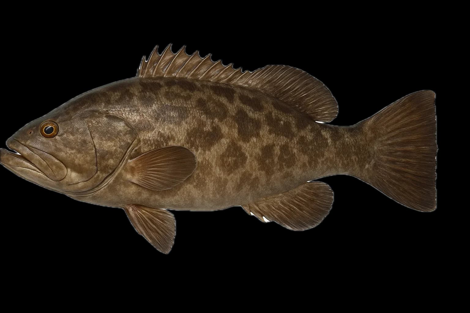 Gulf Grouper (Mycteroperca jordani) — sea-fishing target species photographed in marine habitat