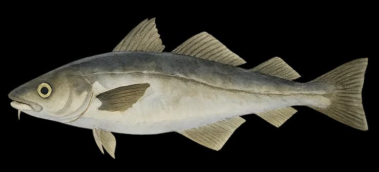 Haddock (Melanogrammus aeglefinus) — sea-fishing target species photographed in marine habitat