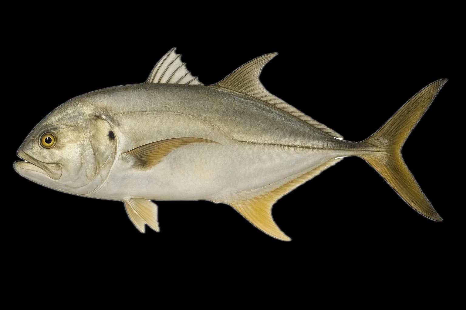 Jack Crevalle (Caranx hippos) — sea-fishing target species photographed in marine habitat