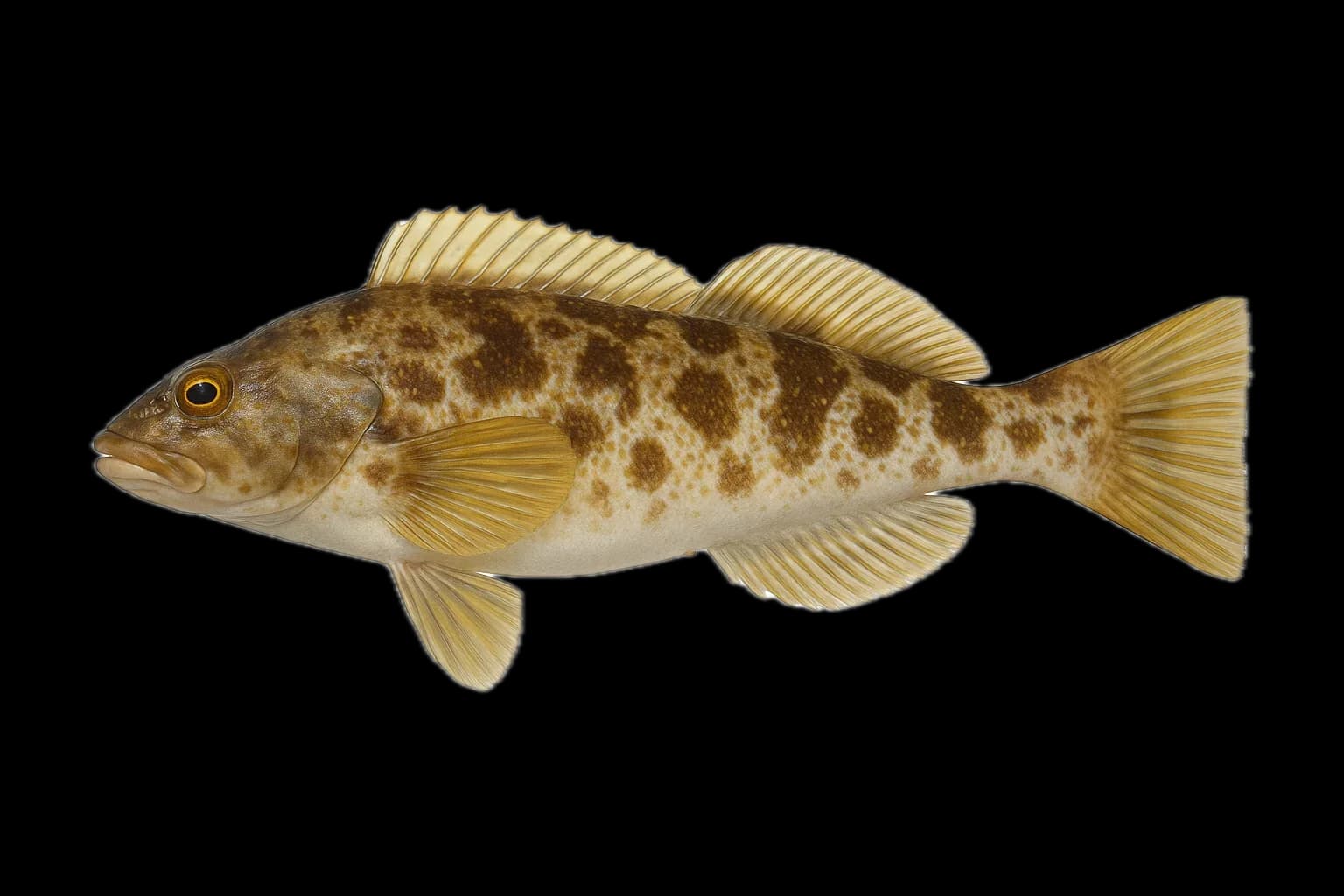 Kelp Greenling (Hexagrammos decagrammus) — sea-fishing target species photographed in marine habitat