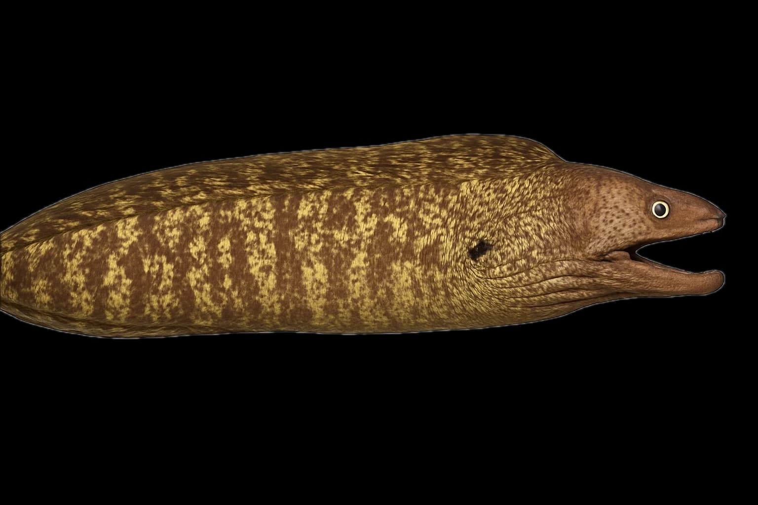 Moray (Muraena helena) — sea-fishing target species photographed in marine habitat