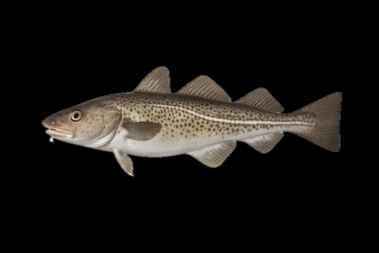 Pacific Cod (Gadus macrocephalus) — sea-fishing target species photographed in marine habitat