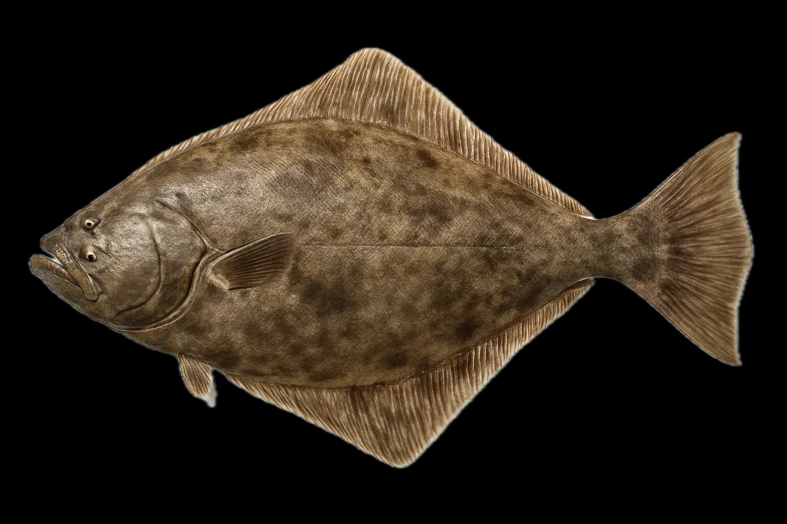 Pacific Halibut (Hippoglossus stenolepis) — sea-fishing target species photographed in marine habitat
