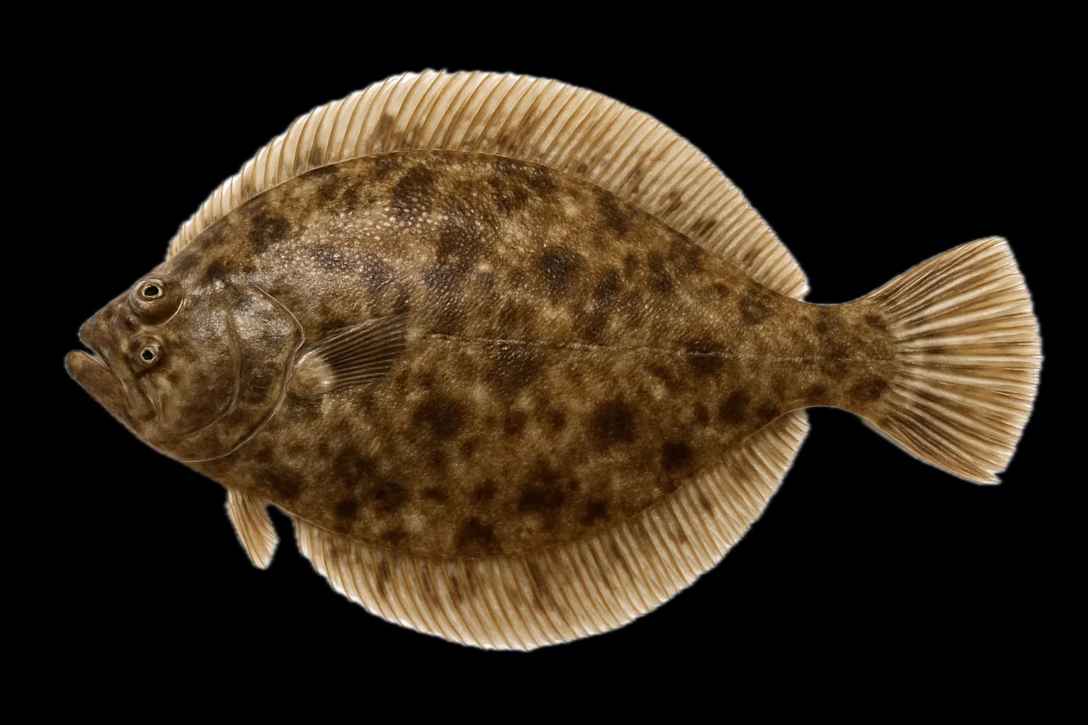 Pacific Sanddab (Citharichthys sordidus) — sea-fishing target species photographed in marine habitat