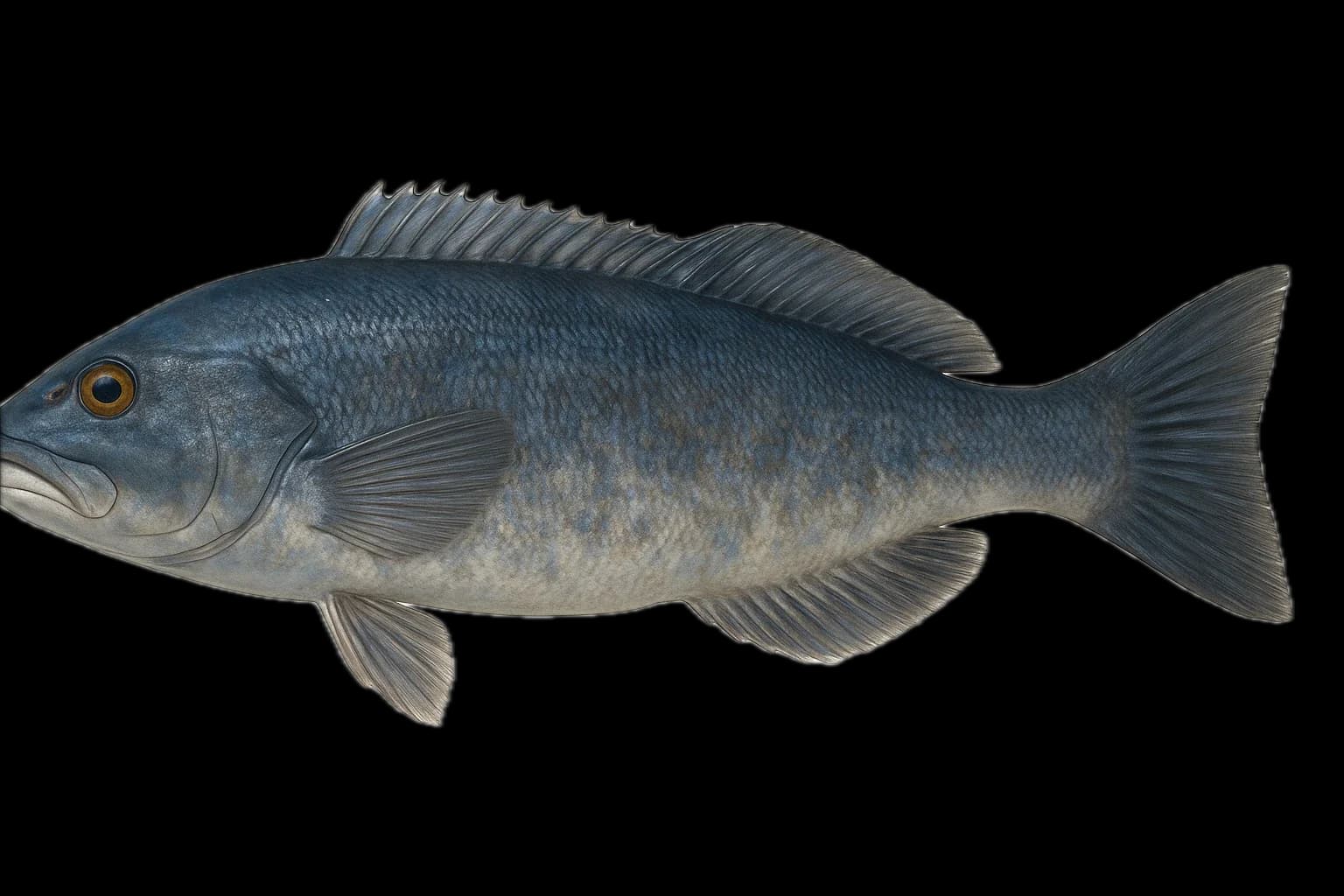 Blue Cod (Parapercis colias) — sea-fishing target species photographed in marine habitat