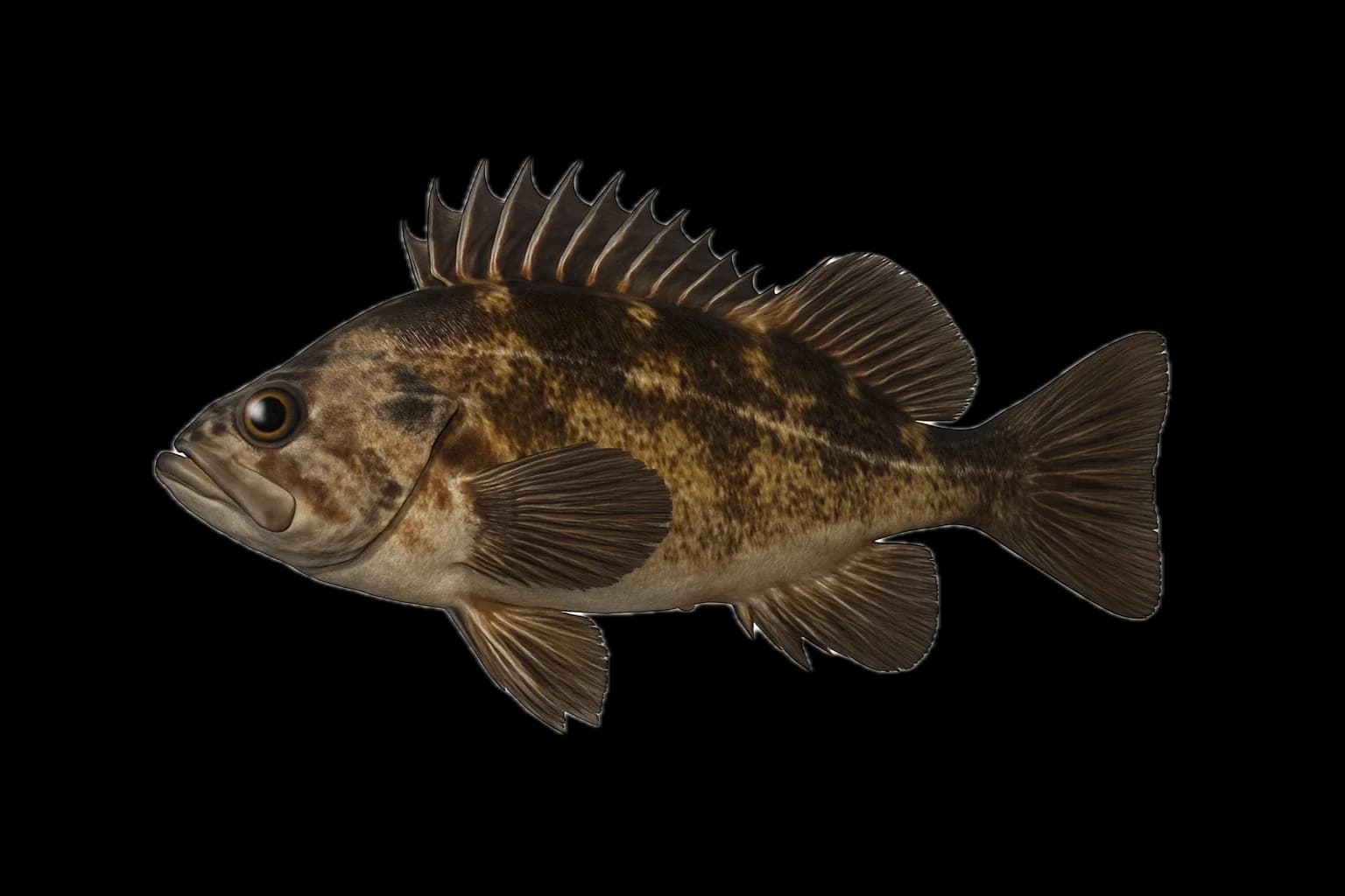 Quillback Rockfish (Sebastes maliger) — sea-fishing target species photographed in marine habitat