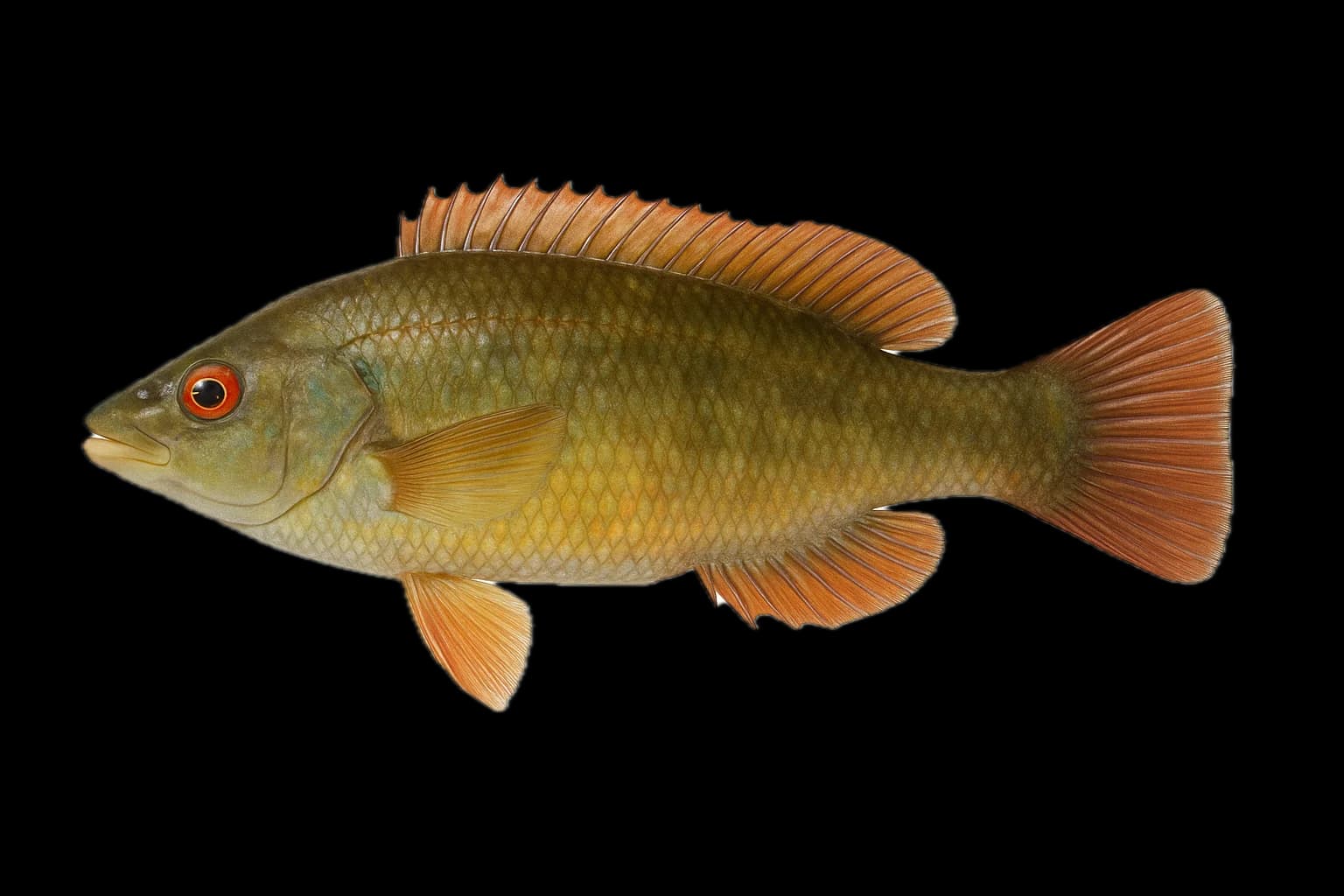 Rock Cook (Centrolabrus exoletus) — sea-fishing target species photographed in marine habitat