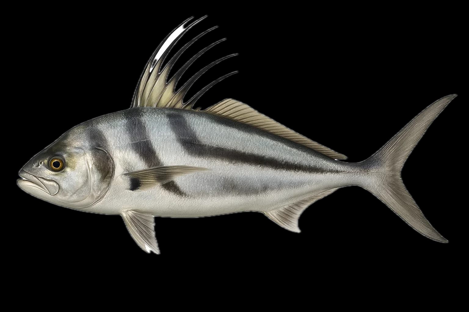 Roosterfish (Nematistius pectoralis) — sea-fishing target species photographed in marine habitat