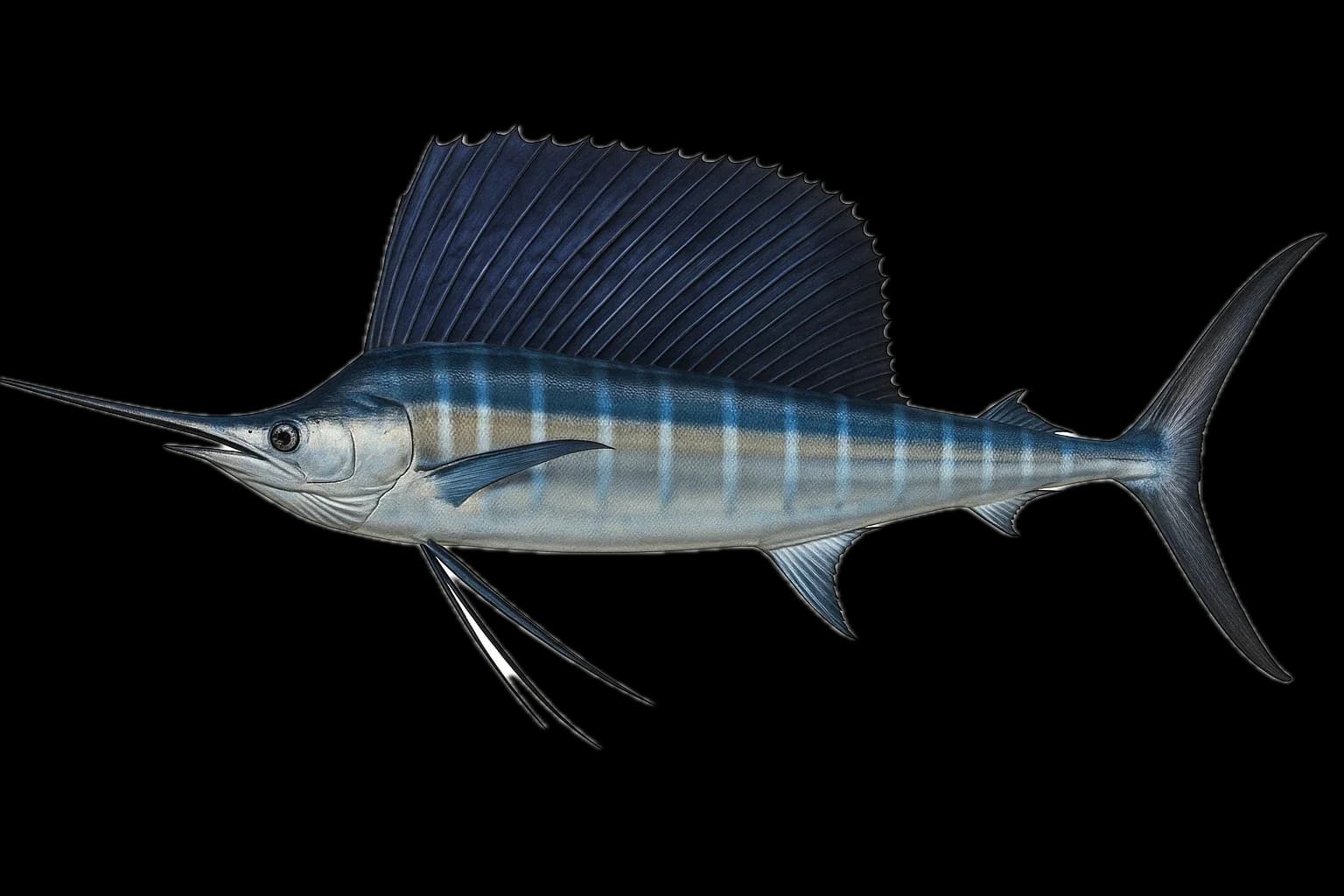 Sailfish (Istiophorus platypterus) — sea-fishing target species photographed in marine habitat