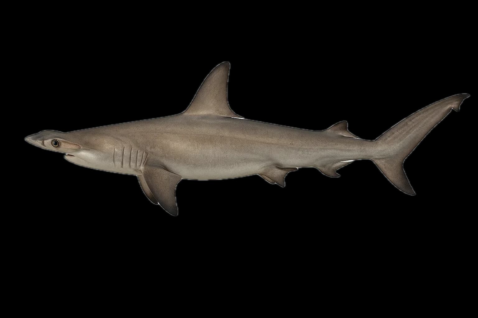 Scalloped Hammerhead (Sphyrna lewini) — sea-fishing target species photographed in marine habitat