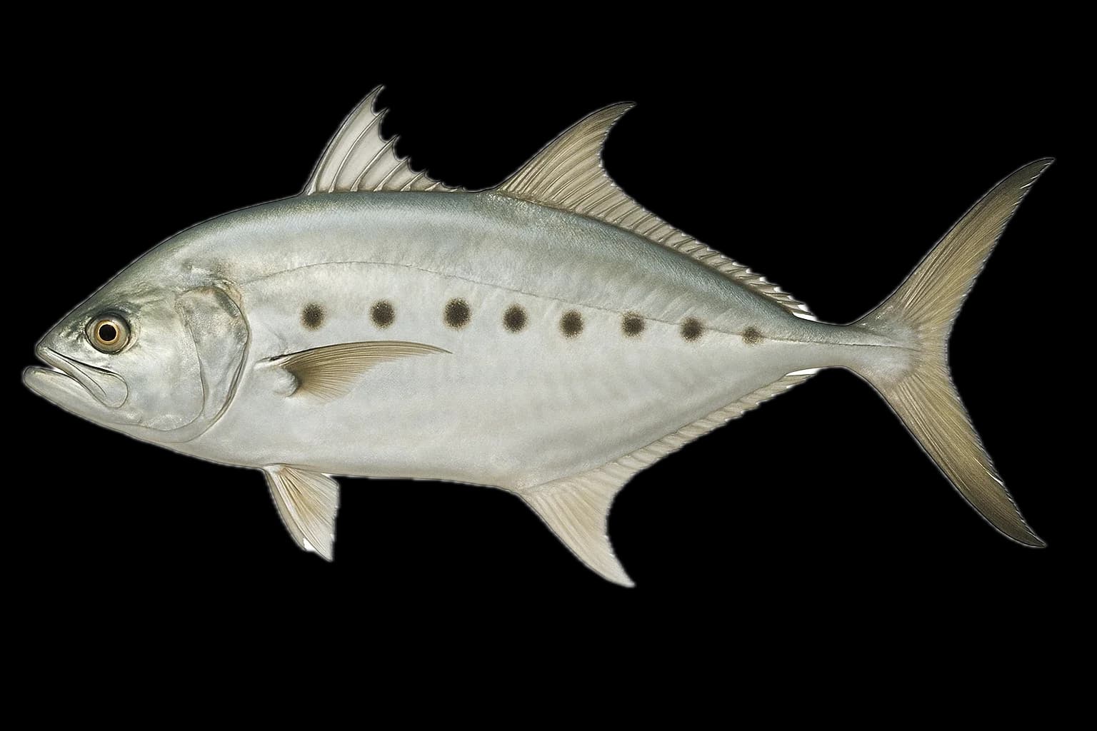 Queenfish (Scomberoides commersonnianus) — sea-fishing target species photographed in marine habitat
