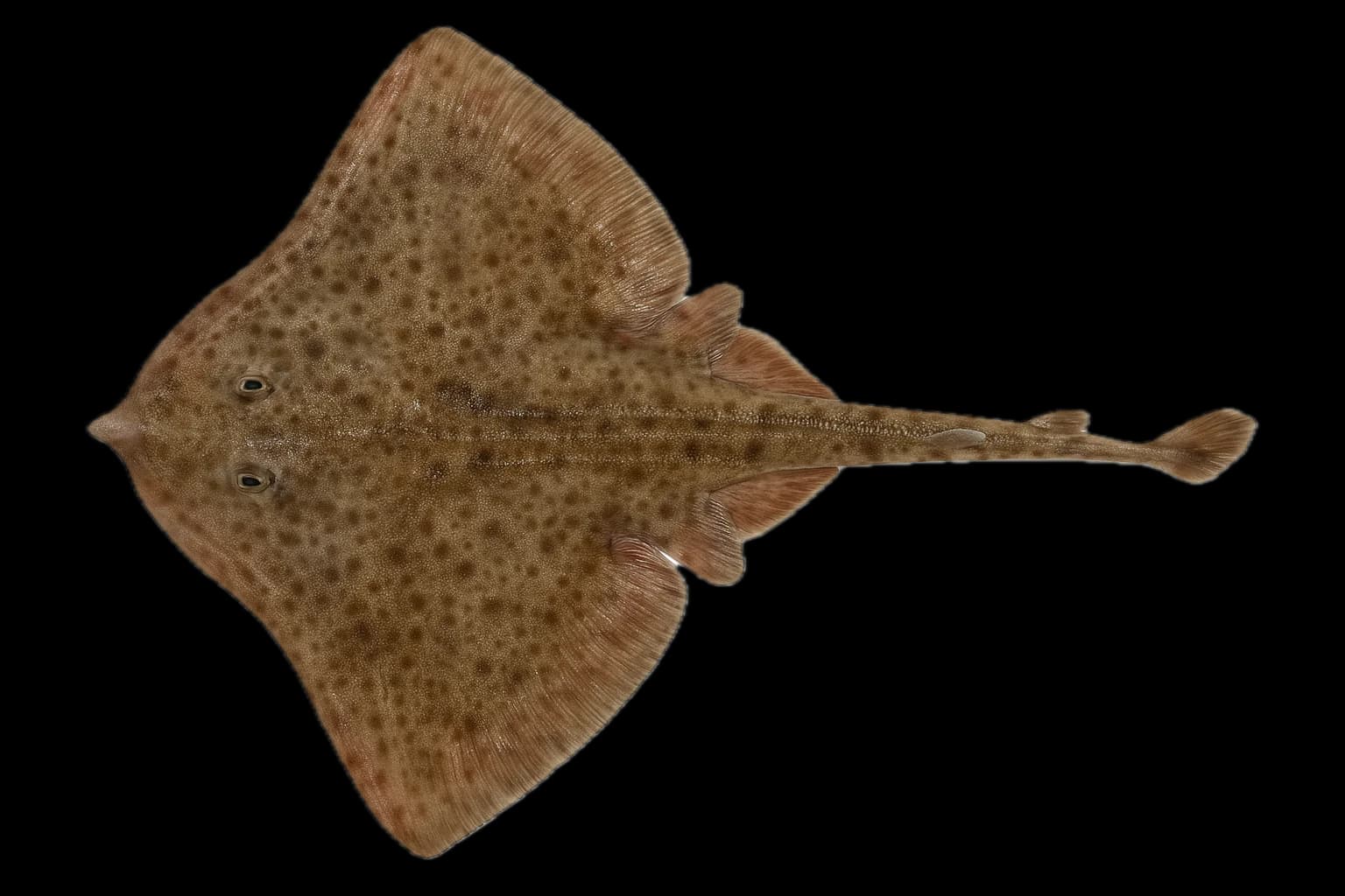 Small-eyed Ray (Raja microocellata) — sea-fishing target species photographed in marine habitat