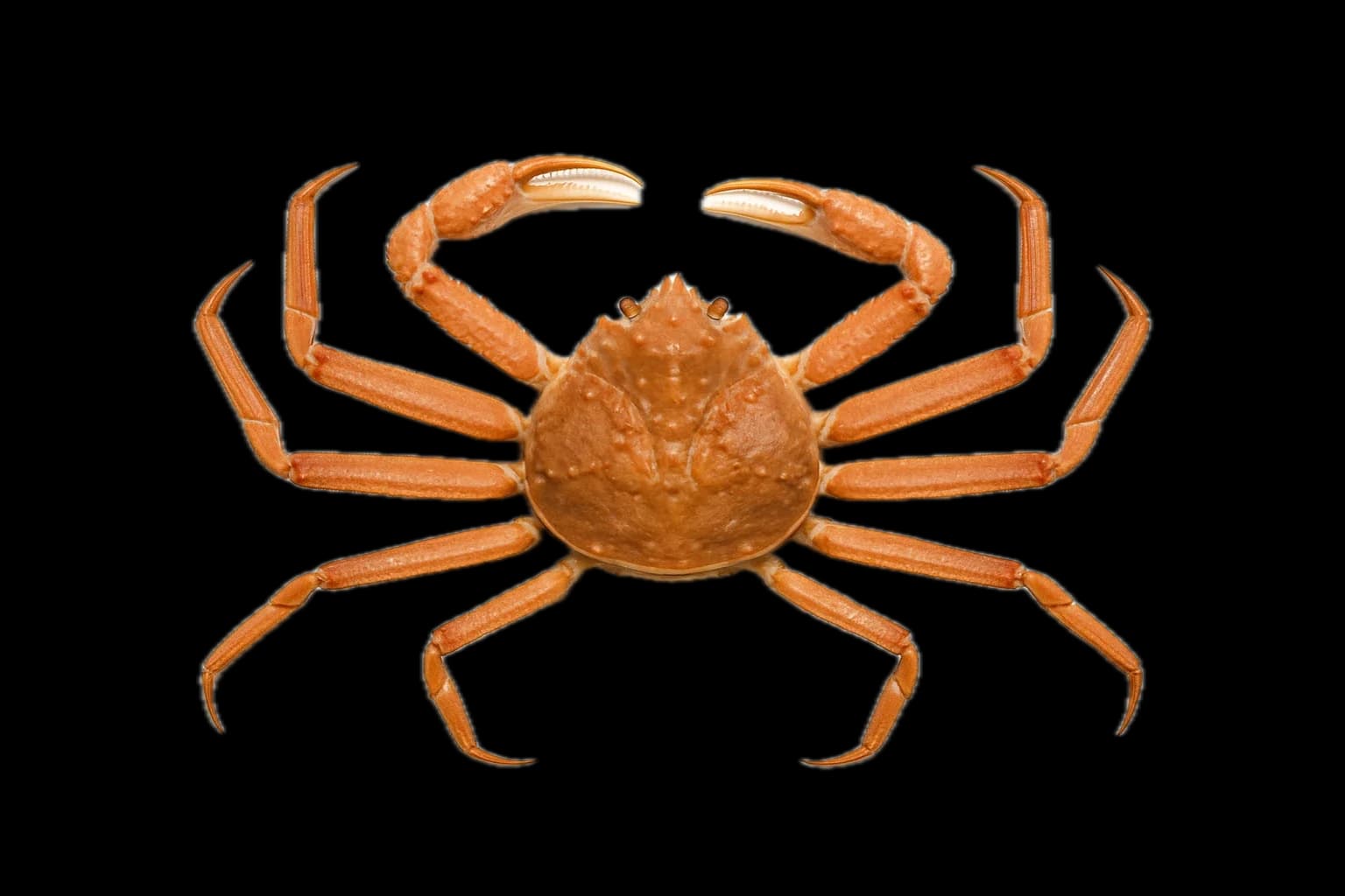 Snow Crab (Chionoecetes opilio) — sea-fishing target species photographed in marine habitat