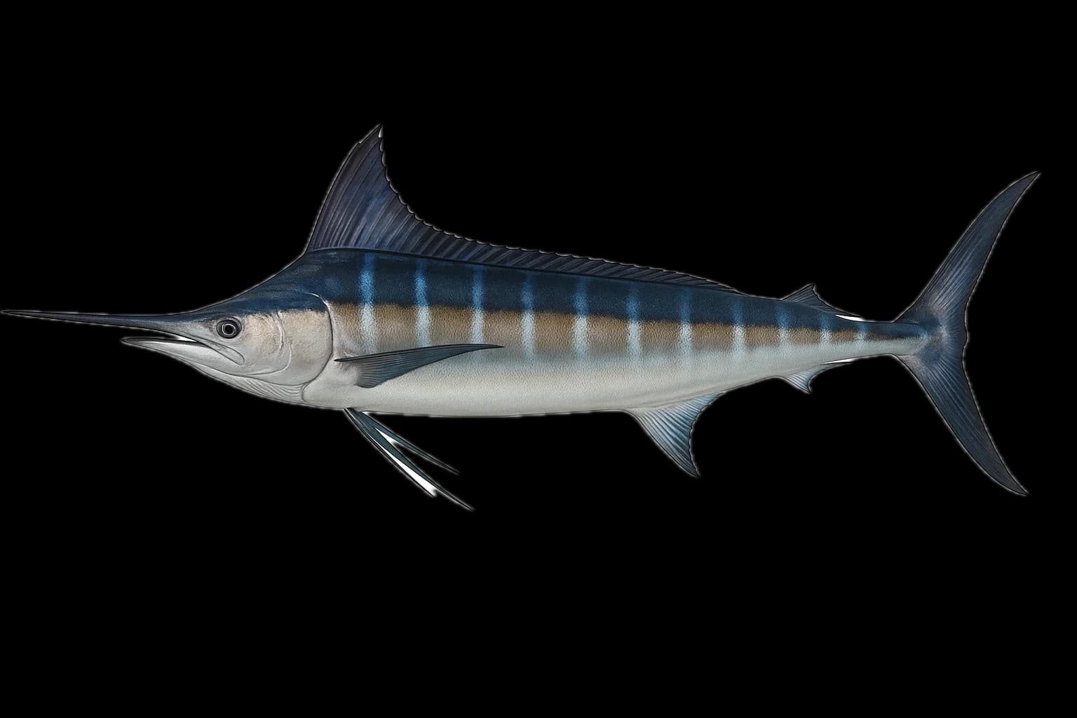 Striped Marlin (Kajikia audax) — sea-fishing target species photographed in marine habitat