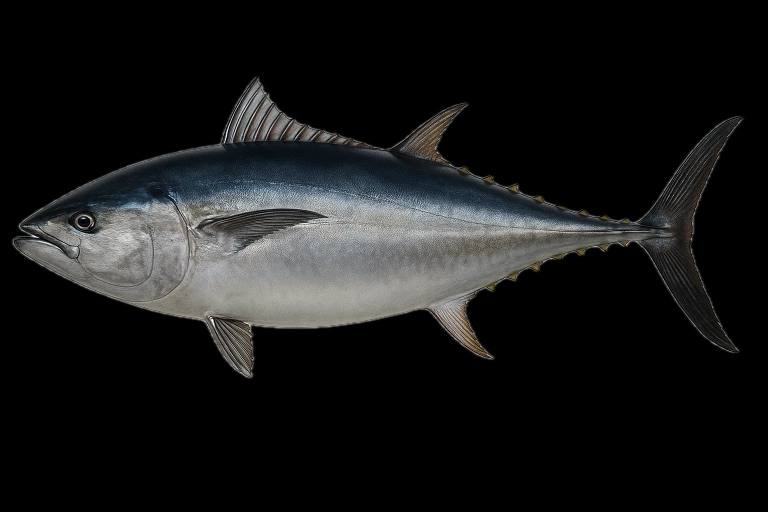 Southern Bluefin Tuna (Thunnus maccoyii) — sea-fishing target species photographed in marine habitat