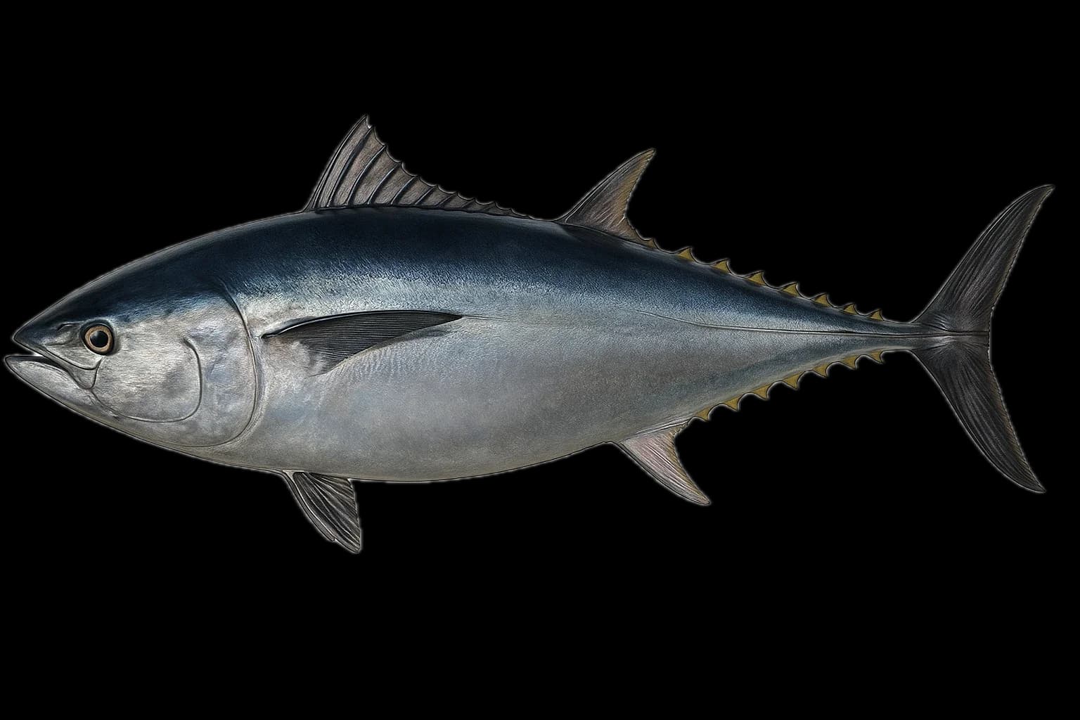 Pacific Bluefin Tuna (Thunnus orientalis) — sea-fishing target species photographed in marine habitat