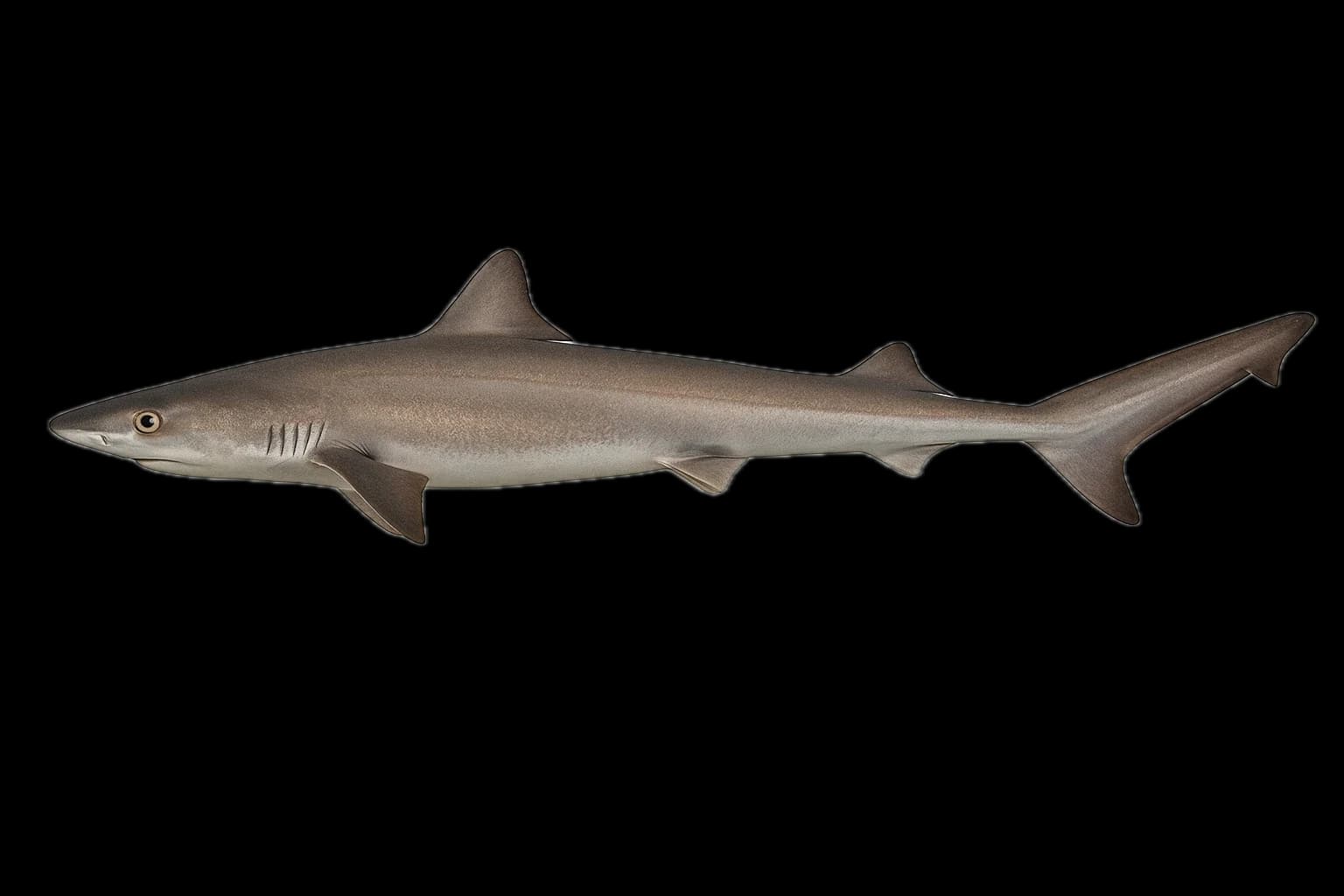 Tope (Galeorhinus galeus) — sea-fishing target species photographed in marine habitat
