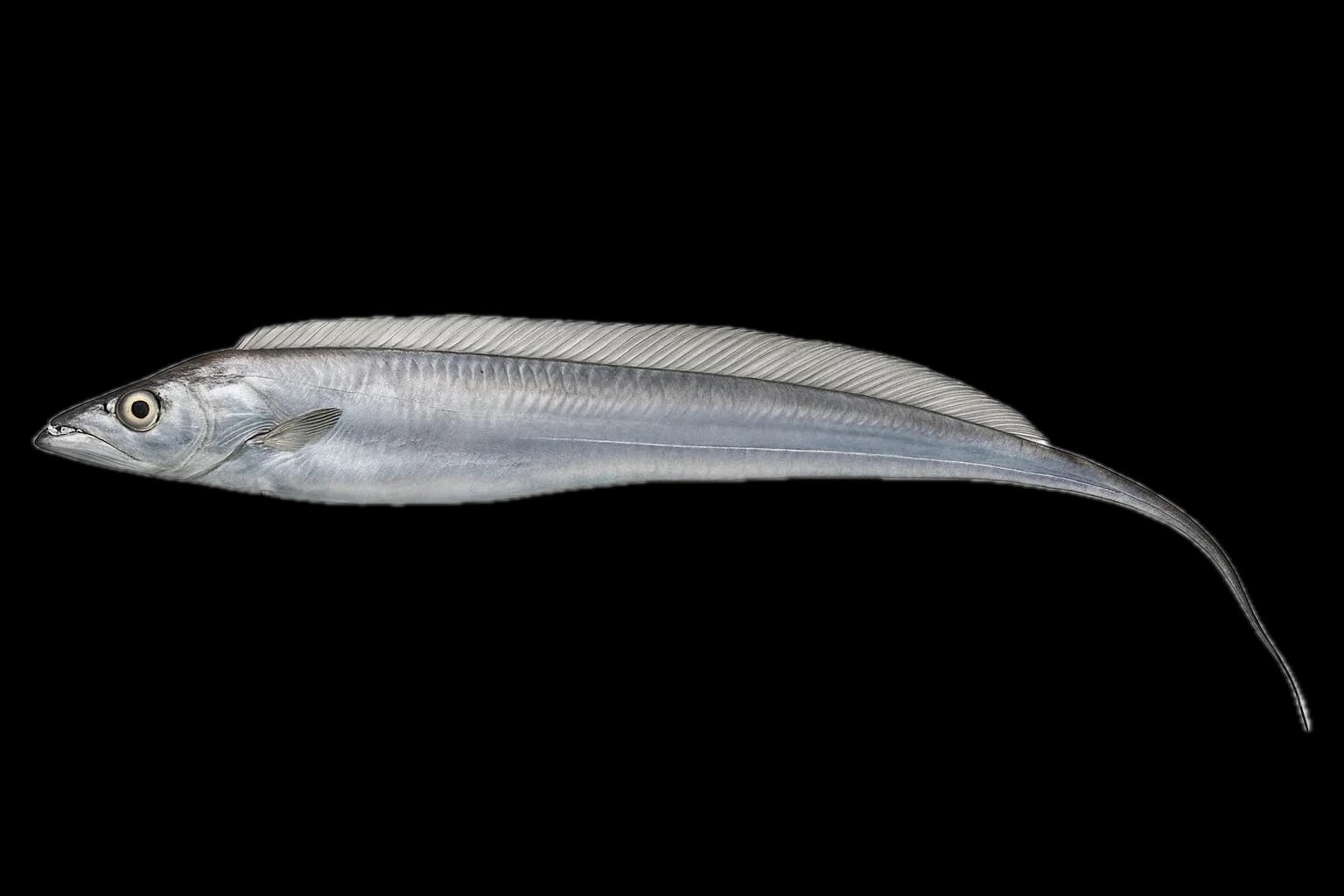 Hairtail (Ribbonfish) (Trichiurus lepturus) — sea-fishing target species photographed in marine habitat