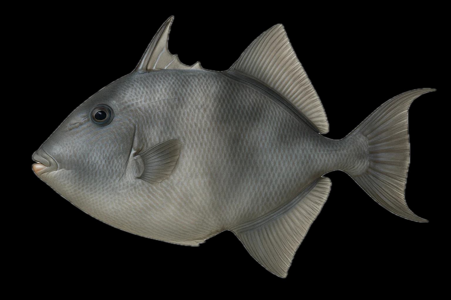 Triggerfish (Balistes capriscus) — sea-fishing target species photographed in marine habitat