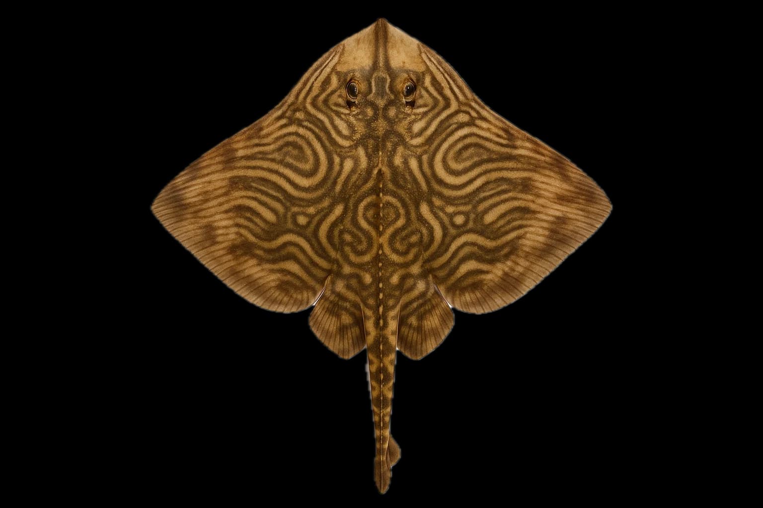 Undulate Ray (Raja undulata) — sea-fishing target species photographed in marine habitat