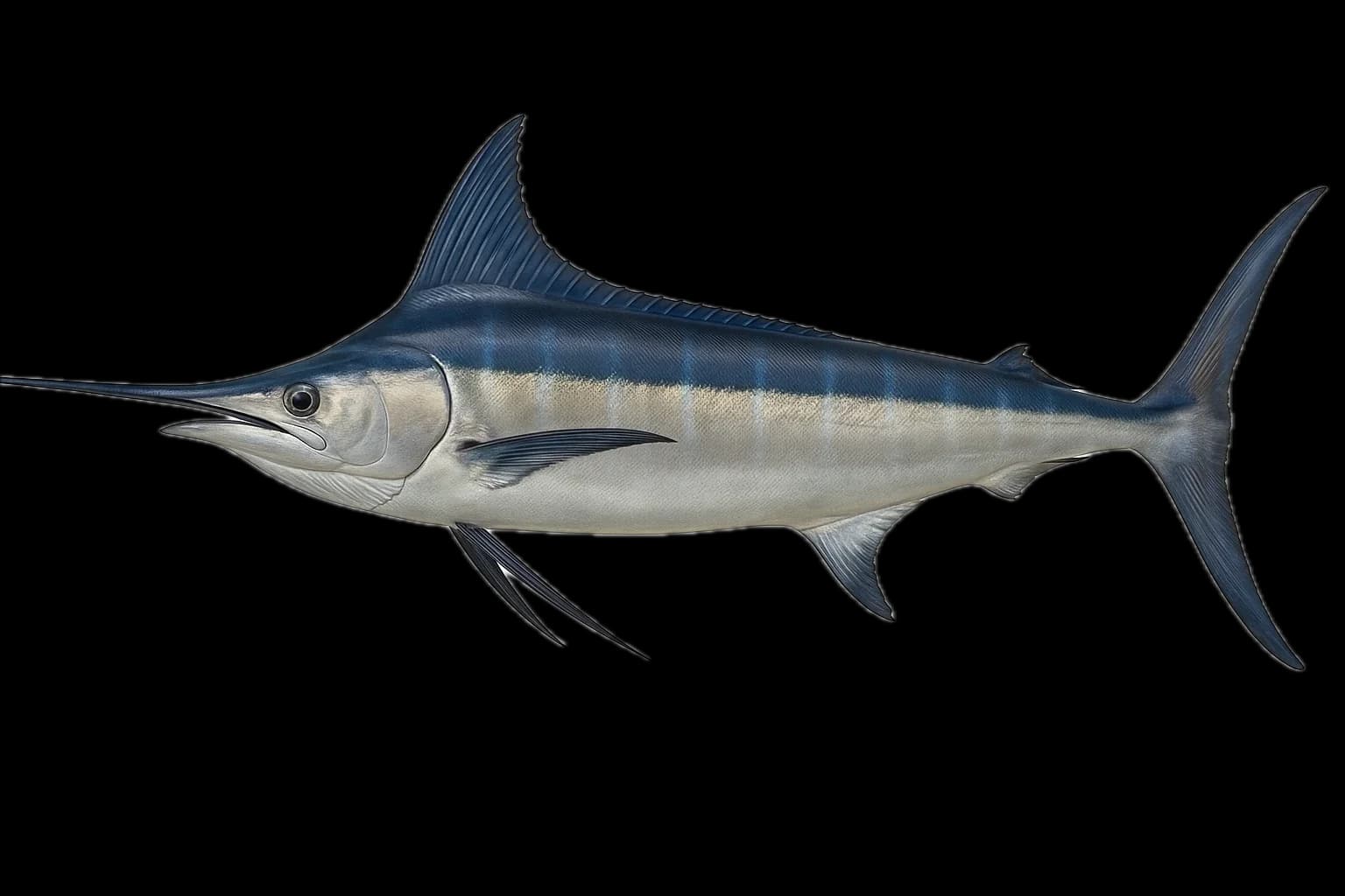 White Marlin (Kajikia albida) — sea-fishing target species photographed in marine habitat