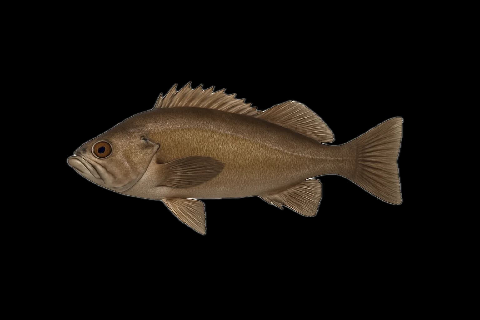 Widow Rockfish (Sebastes entomelas) — sea-fishing target species photographed in marine habitat